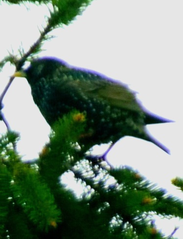 Common Starling Oshawa, ON