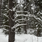 Old forest in winter