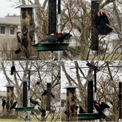 Busy feeders!!