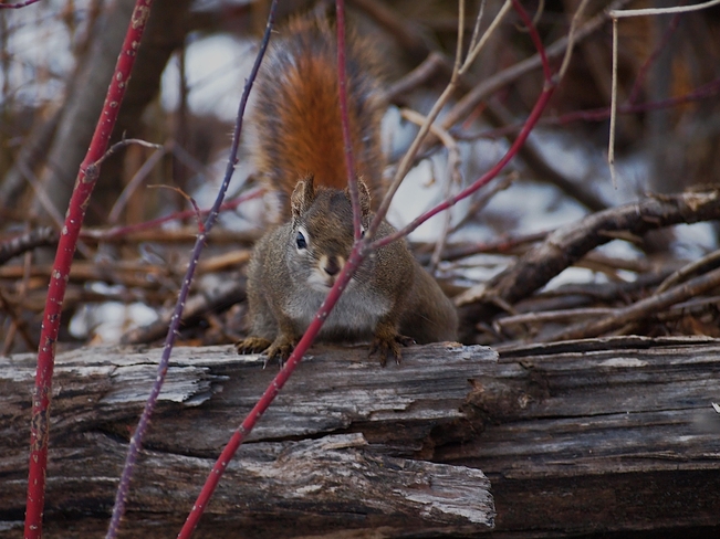 Curious red American squirrel Edmonton, Alberta, CA