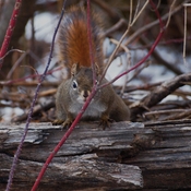 Curious red American squirrel