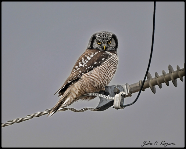 First electric owl? Ottawa, Ontario, CA