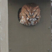 Red screech owl