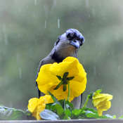 Blue Jay in the rain