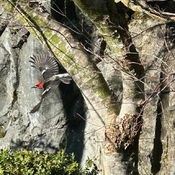 Woodpecker on the move