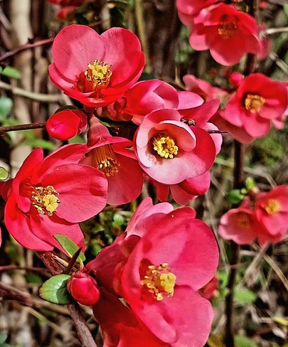 Blooming Japanese quince Vác, PE