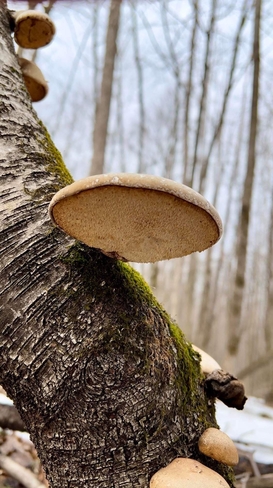 Regardez-moi ces détails en dessous de ce beau champignon ! Blainville, Québec, CA
