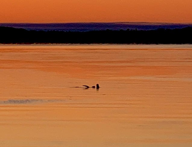 Otters Gananoque, Ontario, CA