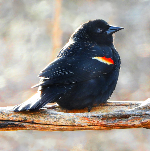 Red Winged Blackbird Long Sault, Ontario, CA