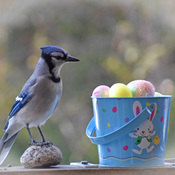 Blue Jays finds the eggs