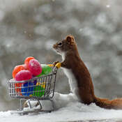 Easter shopping for Reddie