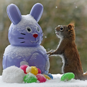 Snowy Easter! Bunny!