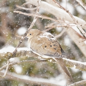 Snowy dove in the storm