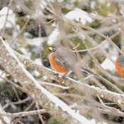 Bright Male robins standing out in the snowfall