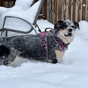 A “Snowy Dog”day in Calgary, Alberta