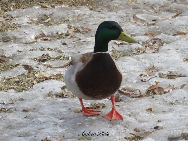 Mallard Duck Regina, Saskatchewan, CA