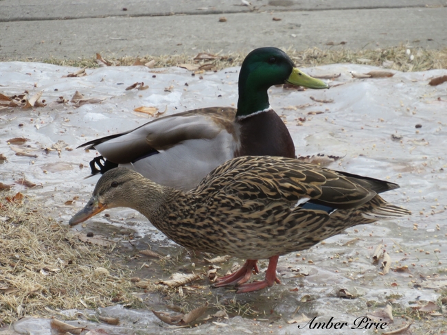 Ducks Regina, Saskatchewan, CA