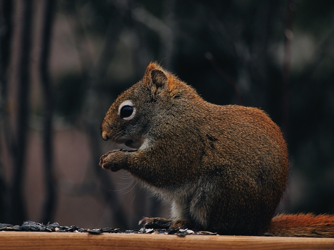 American red squirrel munching on seeds! Edmonton, Alberta, CA