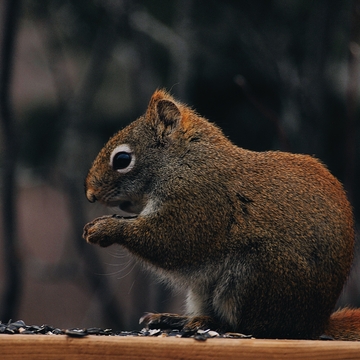 American red squirrel munching on seeds!