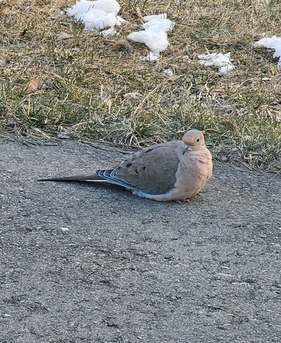 Mourning Dove getting warm on the asphalt driveway Omemee, ON
