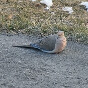Mourning Dove getting warm on the asphalt driveway