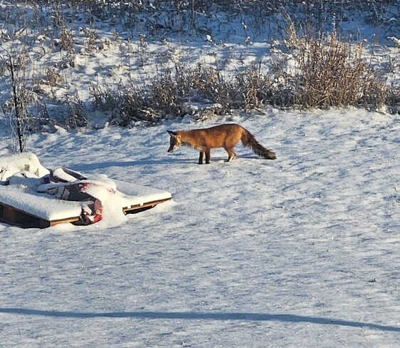 Fox standing still hunting the mice under the snow Omemee, ON