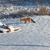 Fox standing still hunting the mice under the snow