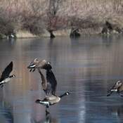 canada geese landing on ice