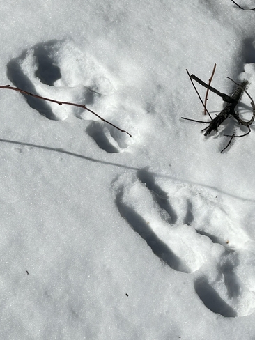 Animal tracks Matagami, Quebec, CA