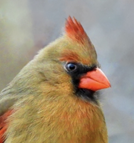 Female Northern Cardinal Long Sault, Ontario, CA