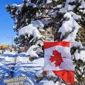 March 23 2024 2nd day of Spring Snowfall Thornhill Toronto Iris Chong