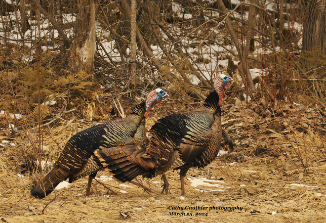 Male Turkeys Magnetawan, ON