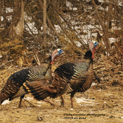 Male Turkeys