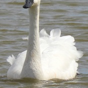 tundra swan