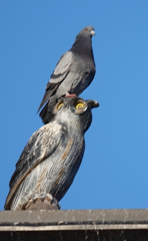 Pigeon on “owl” statue Toronto, Ontario, CA