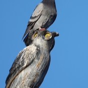 Pigeon on “owl” statue