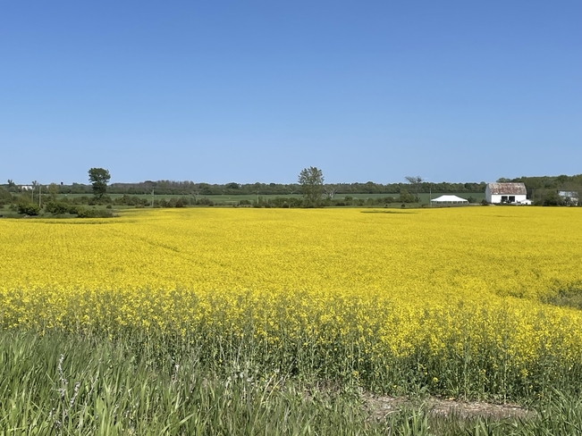 Colours of spring Prince Edward County, Ontario, CA
