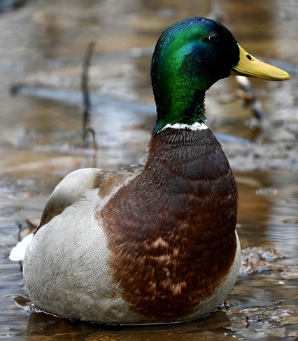 Duck Dollard-des-Ormeaux, QC