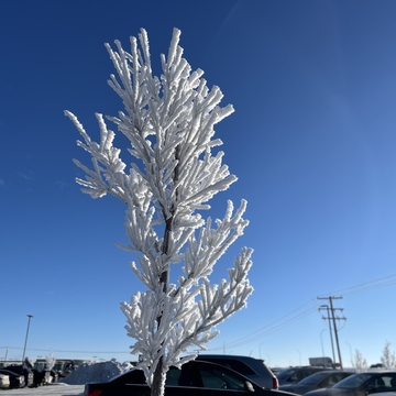 Frost is beautiful
