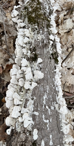 Beaux champignons versicolors blancs ! Blainville, Québec, CA