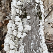 Beaux champignons versicolors blancs !