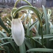 Snowdrops, they survived the heavy snow.p