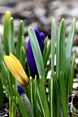 Spring Flowers Dollard-des-Ormeaux, QC