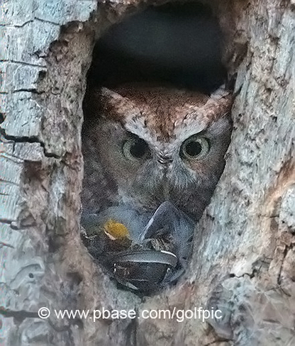 Red screech owl Ottawa, Ontario, CA