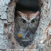 Red screech owl