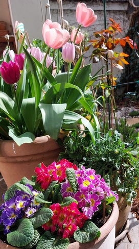 Spring in our garden Vác, PE