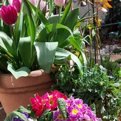 Spring in our garden