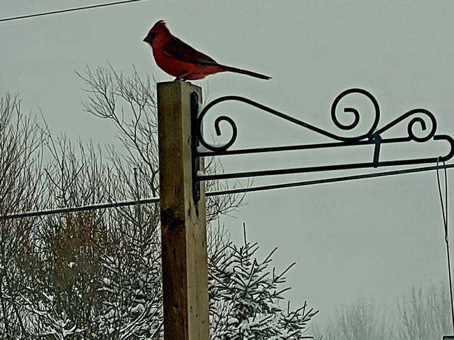 Clifford the Cardinal Kings, Nova Scotia | B0P 1P0
