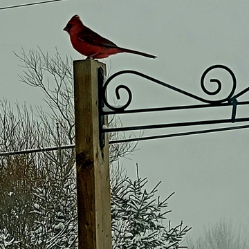 Clifford the Cardinal
