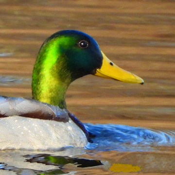 Male Mallard duck